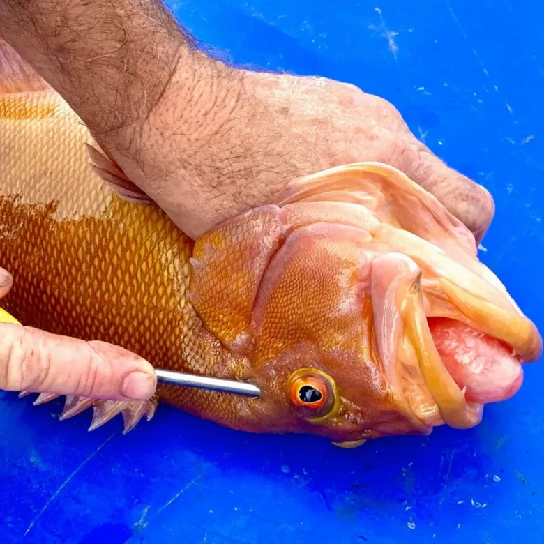 TackleWest Tool Accessories|Flies<Ikipik Fish Spike