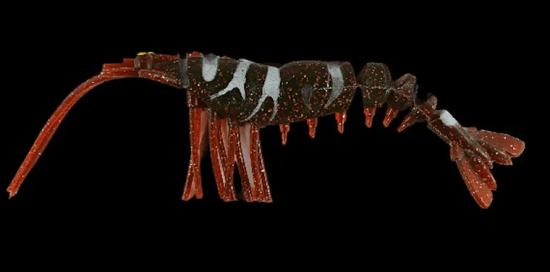 TackleWest Soft Plastic Lures|Flies<King Brown Killer Prawn