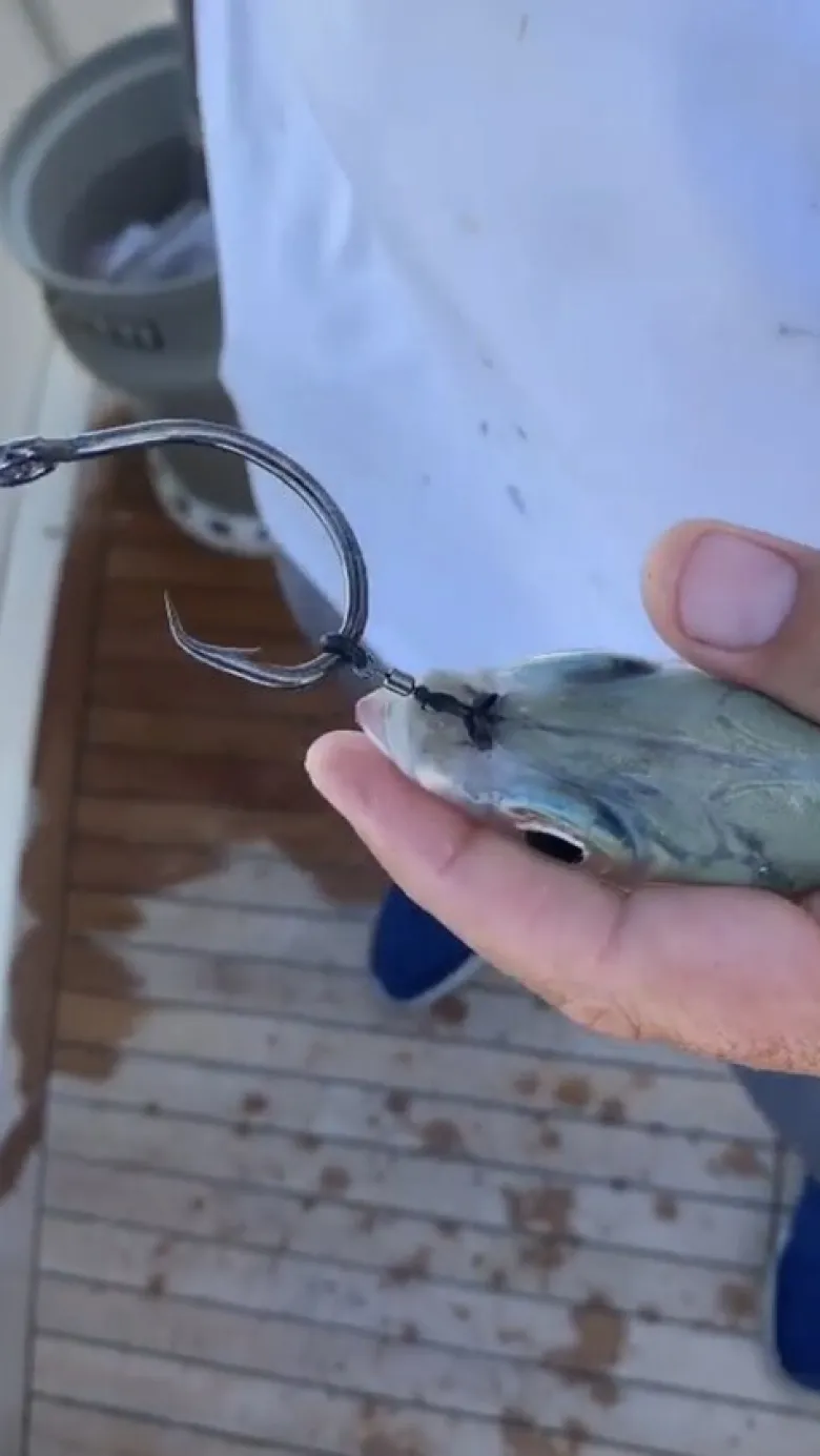 Turner Tackle Game Fishing Tackle|Game Fishing Tackle<Ringer Swivels Live 2 25-pack