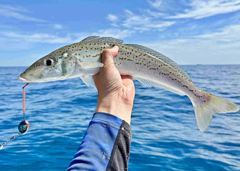 Vexed Vexed Hybrid Jigs|Flies<Bottom Worm Mutsu