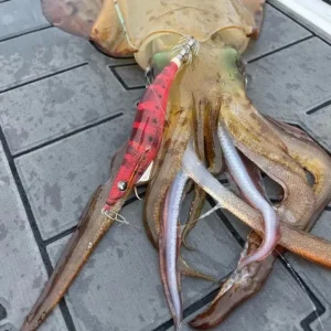 TackleWest Squid Jigs|Flies<Yamashita Egi OH F 2.5